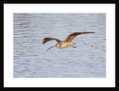 Long-Billed Curlew flying by Anonymous