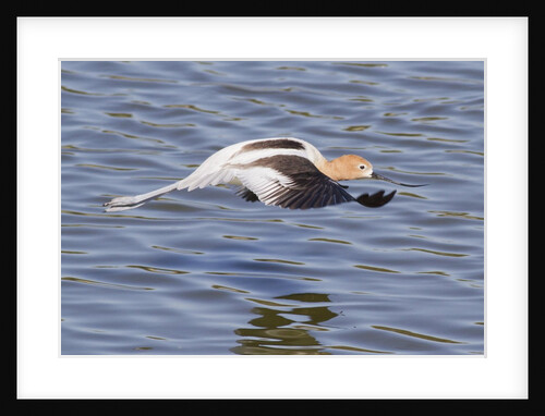 American Avocet flying by Anonymous