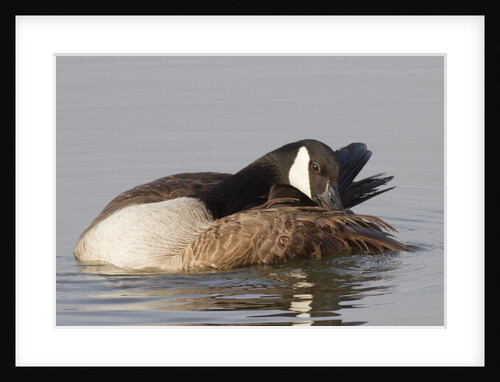 Canada Goose grooming its feathers by Anonymous