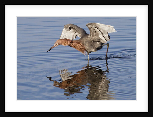 Reddish Egret hunting by Anonymous