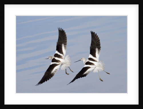 Pair of American Avocets flying by Anonymous