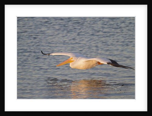 American White Pelican flying by Anonymous