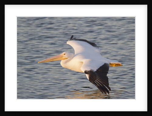 American White Pelican flying by Anonymous