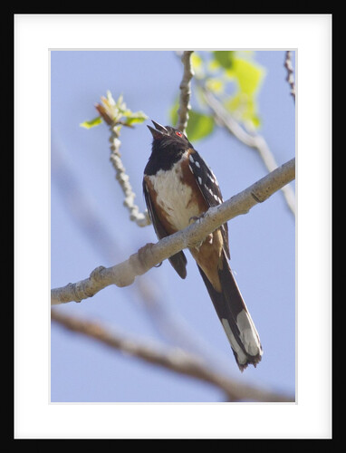 Spotted Towhee calling by Anonymous