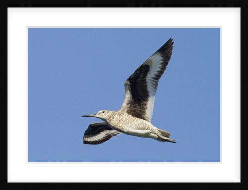 Willet flying by Anonymous