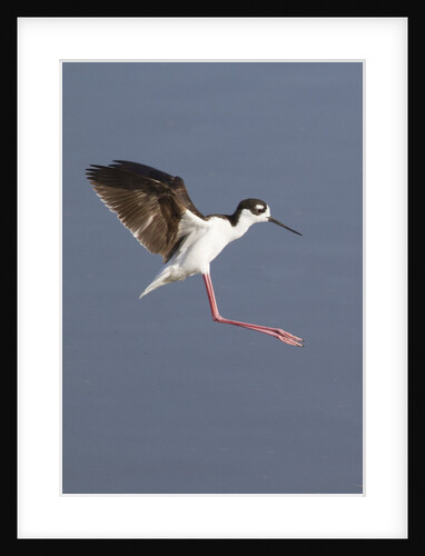 Black-Necked Stilt landing by Anonymous