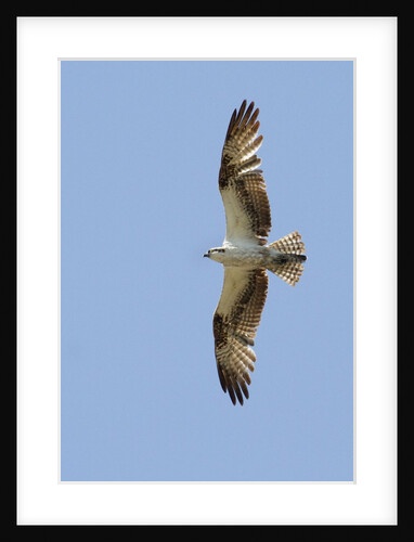Osprey flying by Anonymous