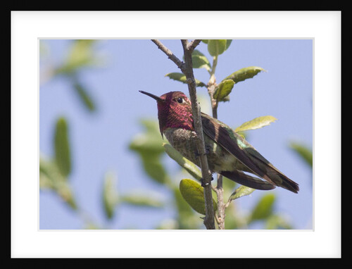 Anna's Hummingbird by Anonymous