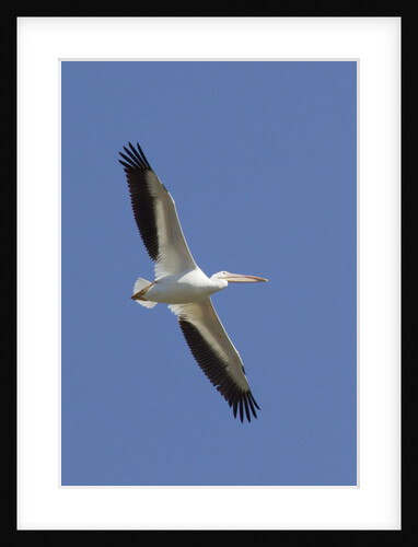 American White Pelican flying by Anonymous