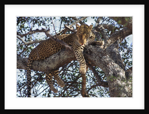 Leopard resting in a tree by Anonymous