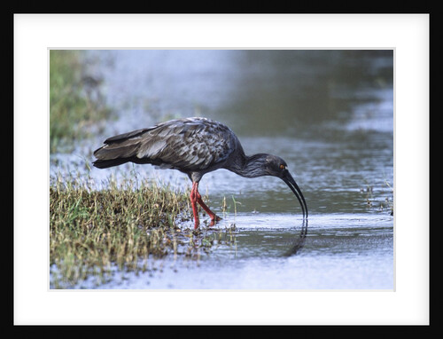 Plumberous Ibis by Anonymous