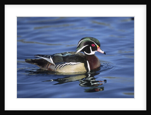 Male Wood Duck by Anonymous