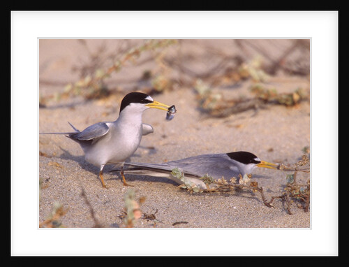 California Least Tern males offers a fish to lure a female by Anonymous