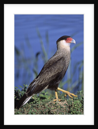 Crested Caracara by Anonymous