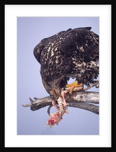 Immature Bald Eagle eating a fish by Anonymous