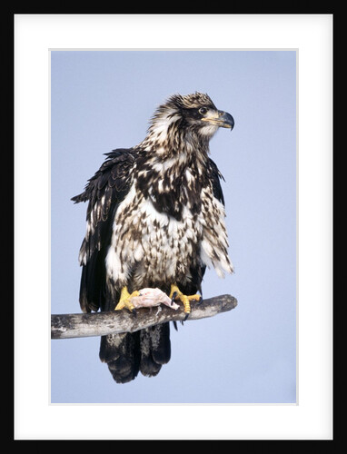 Immature Bald Eagle with a fish by Anonymous