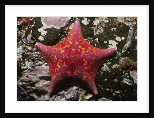 Bat Star by Anonymous