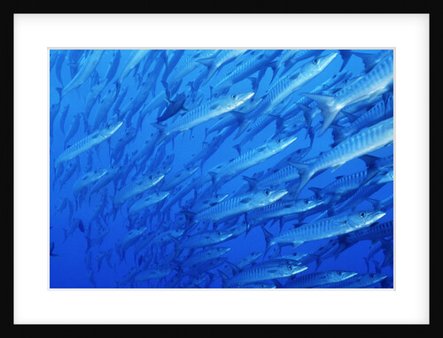 School of Blackfin Barracuda by Anonymous