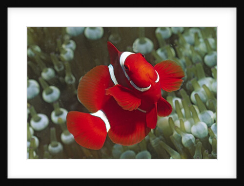 Spinecheek Anemonefish by Anonymous