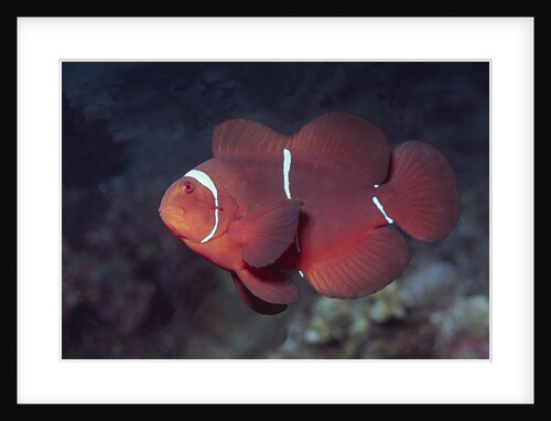 Female Spinecheek Anemonefish by Anonymous