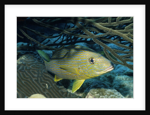 Bluestriped Grunt by Anonymous
