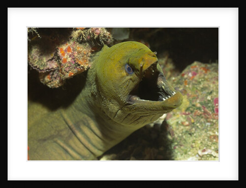 Panamic Green Moray Eel showing it's teeth by Anonymous