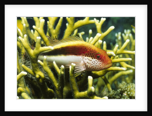 Freckled Hawkfish by Anonymous
