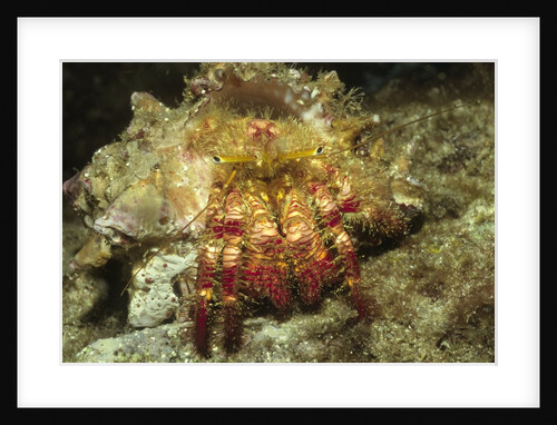 Red-Banded Hermit Crab by Anonymous