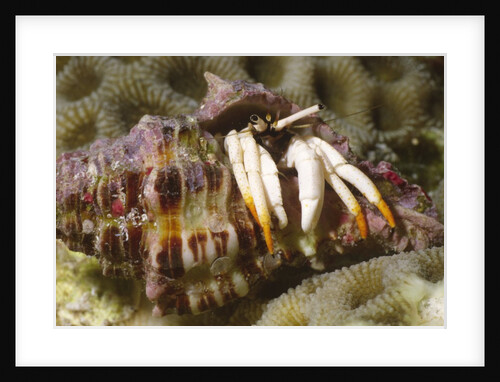 Small White Hermit Crab by Anonymous