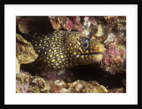 Jewel Moray Eel by Anonymous