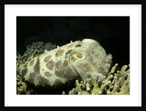 Broadclub Cuttlefish by Anonymous