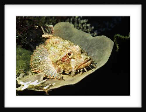 Smallscale Scorpionfish by Anonymous