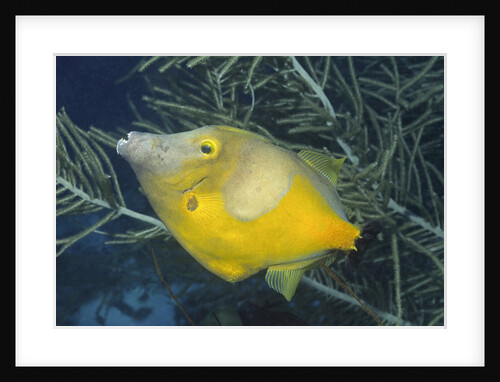 White-Spotted Filefish by Anonymous