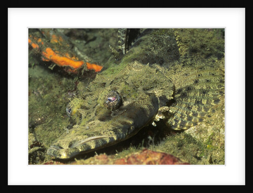 Crocodile Flathead by Anonymous