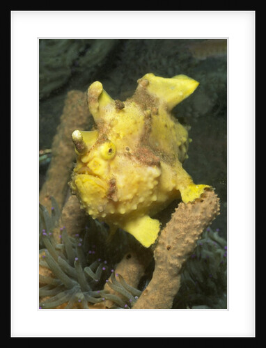 Warty Frogfish by Anonymous
