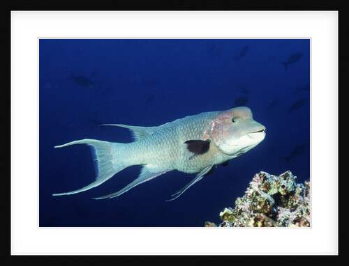 Streamer Hogfish suprmale by Anonymous
