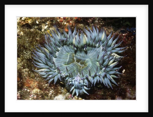 Aggregating Anemone by Anonymous