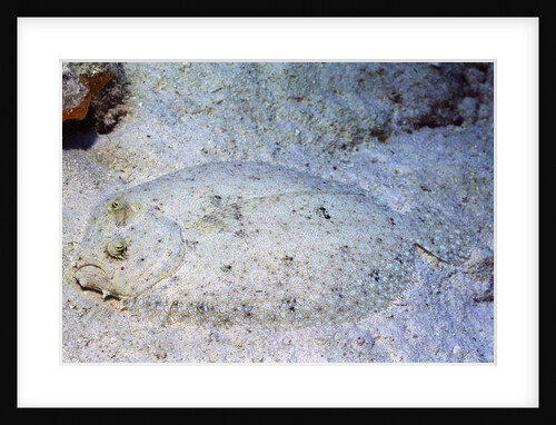 Peacock Flounder by Anonymous