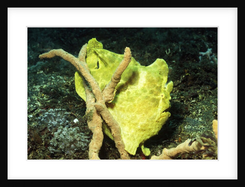 Giant Frogfish by Anonymous