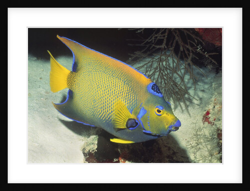 Queen Angelfish by Anonymous