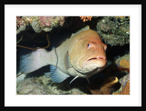 Tiger Grouper by Anonymous