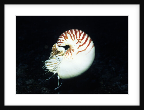 Chambered Nautilus by Anonymous