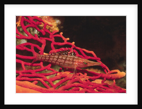 Longnose Hawkfish by Anonymous
