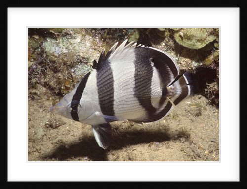Banded Butterflyfish by Anonymous