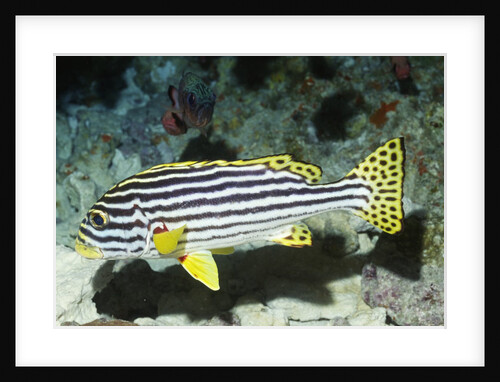 Oriental Sweetlips by Anonymous
