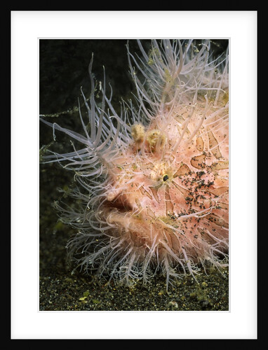 Striped Frogfish also called Hairy Frogfish by Anonymous