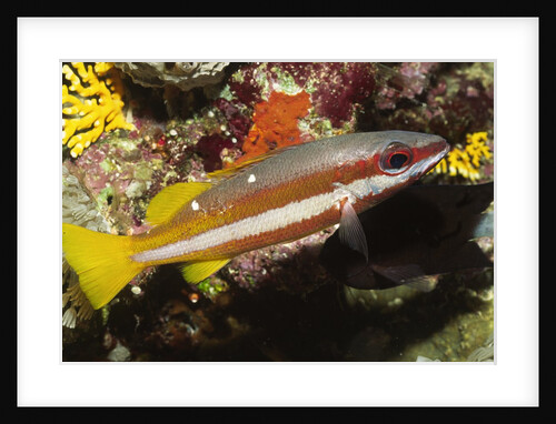 Two-Spot Snapper by Anonymous