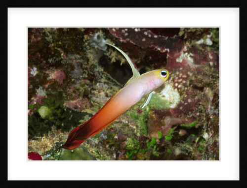 Fire Dartfish by Anonymous