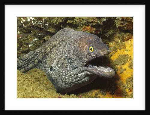Fine-Spotted Moray Eel by Anonymous