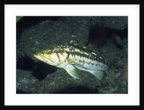 Kelp Bass by Anonymous